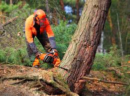 Seasonal Cleanup (Spring/Fall) in Lincoln Beach, OR